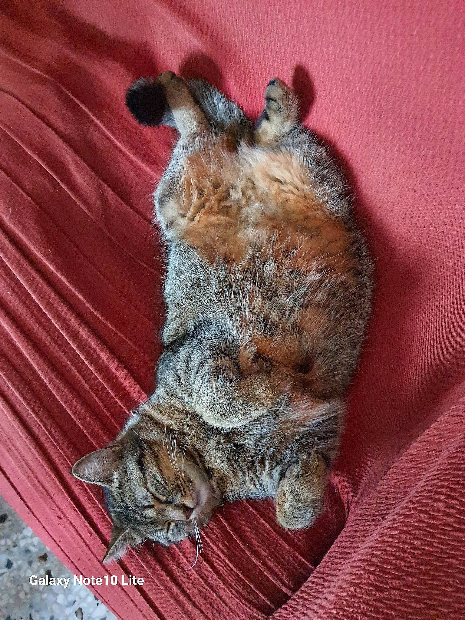 Miou Et Marie a rejoint le concours — aidez-le/la à gagner de superbes lots ! carnivore, cat, claw, comfort, domestic_short_haired_cat, felidae, fur, paw, small_to_medium_sized_cats, snout, tail, terrestrial_animal, whiskers, wildlife, wood