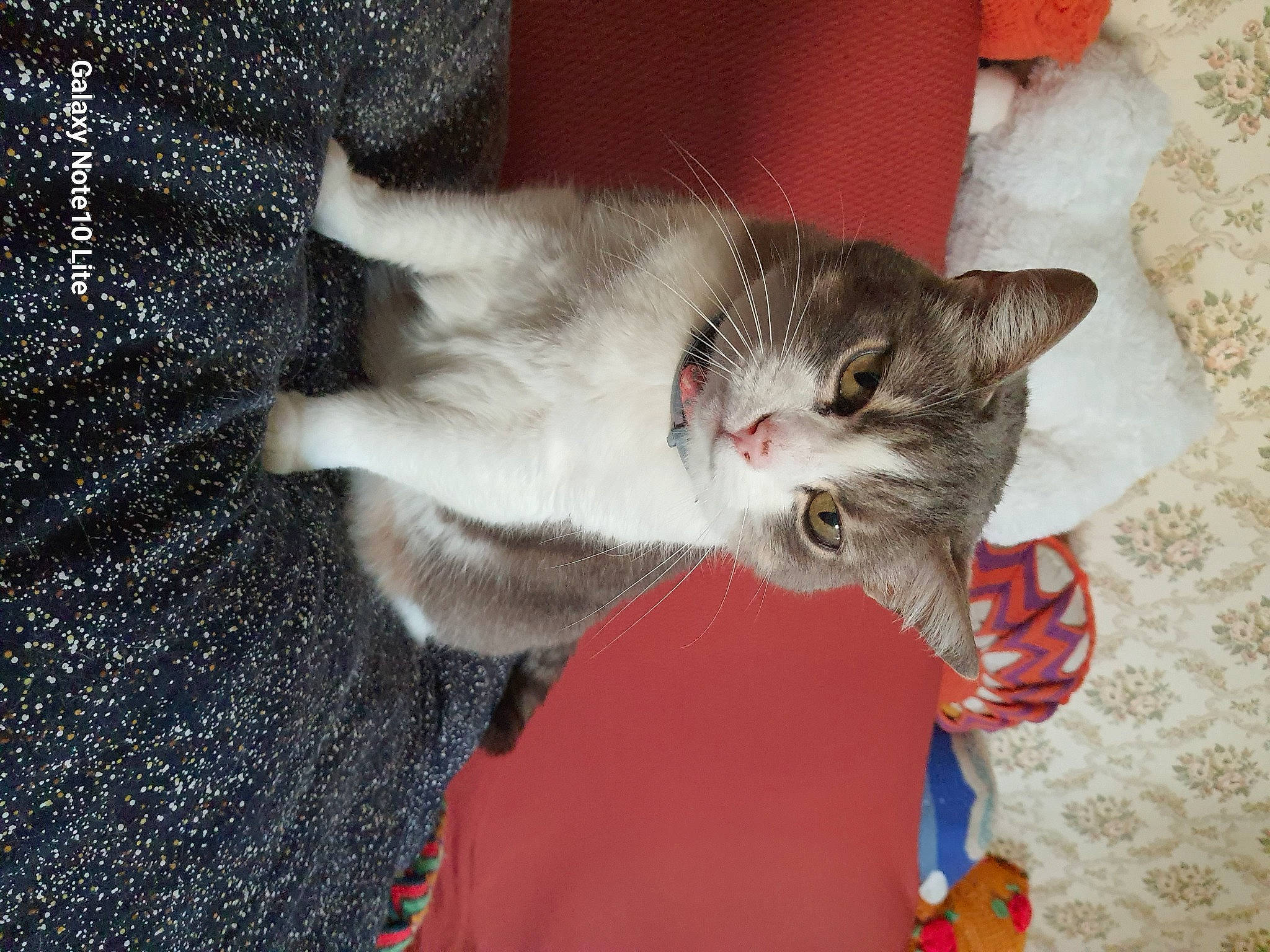 Miou Et Marie a rejoint le concours — aidez-le/la à gagner de superbes lots ! carnivore, cat, cat_toy, claw, comfort, domestic_short_haired_cat, felidae, fur, grey, paw, small_to_medium_sized_cats, snout, tail, whiskers