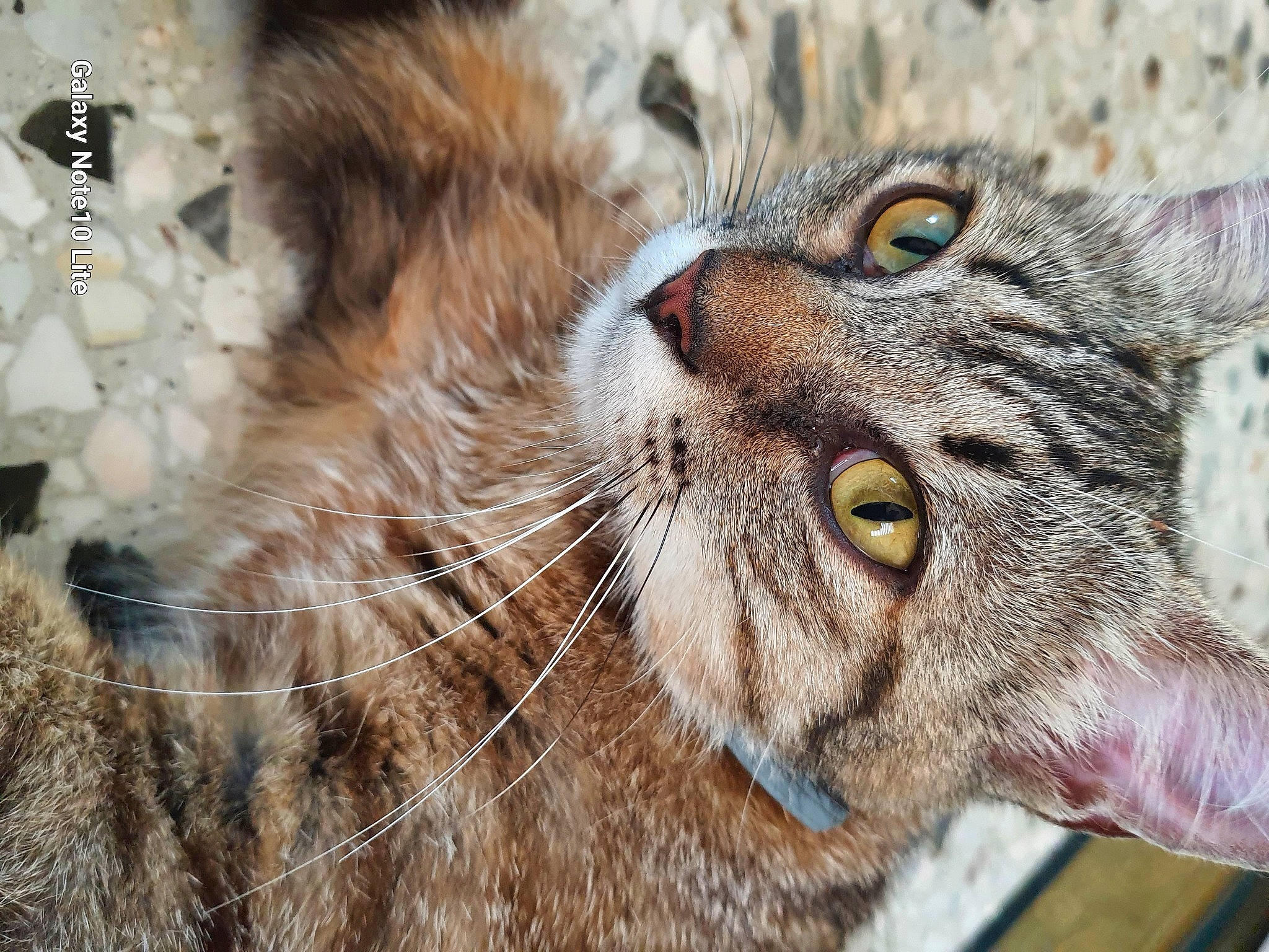 Miou Et Marie a rejoint le concours — aidez-le/la à gagner de superbes lots ! bobcat, carnivore, cat, claw, close_up, domestic_short_haired_cat, eye, felidae, fur, grass, head, lynx, mammal, organism, small_to_medium_sized_cats, snout, terrestrial_animal, vertebrate, whiskers, wildlife