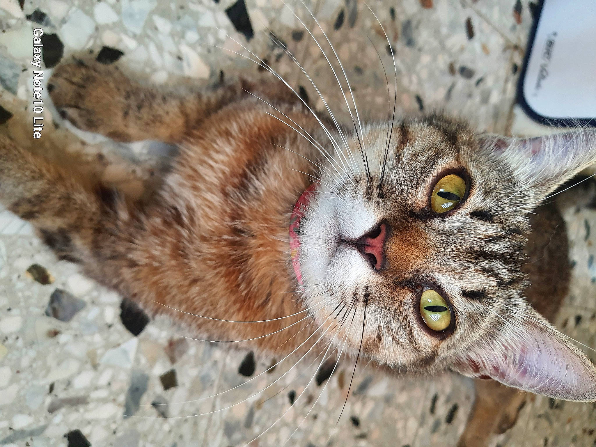 Miou Et Marie participe au concours pour gagner de l'argent avec cette photo : carnivore, cat, claw, close_up, domestic_short_haired_cat, eye, felidae, fur, head, organism, paw, plant, small_to_medium_sized_cats, snout, terrestrial_animal, whiskers, wildlife