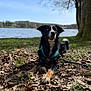 dog, ball, lake, tree, leaves, grass, outdoor, nature, playful, muddy, wet_fur, blue_eyes, canine, animal, daylight, park, harness, recreation, fetch, forest