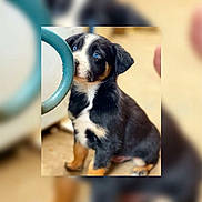 Shadow participe au concours pour gagner de l'argent avec cette photo : puppy, dog, blue_eyes, black_fur, white_fur, brown_fur, sitting, curious, metal_ring, indoor, close_up, cute, pet, animal, young_dog, adorable, sniffing, floor, background_blur, furry