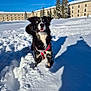 Shadow participe au concours pour gagner de l'argent avec cette photo : dog, snow, winter, blue_sky, red_harness, heterochromia, black_and_white, outdoor, playful, animal, cold, sunny, trees, building, shadow, daytime, canine, fur, nature, pet