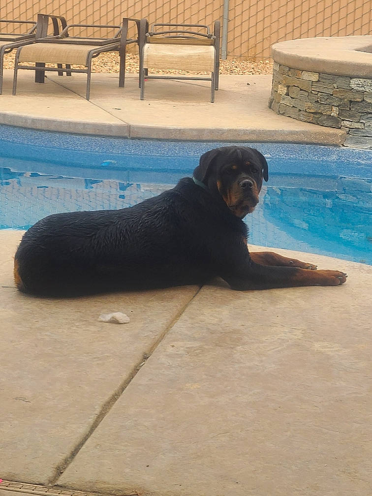 Echo joined the competition — help win amazing prizes! borador, canidae, carnivore, companion_dog, dog, dog_breed, flooring, fur, grass, leisure, outdoor_furniture, shade, shadow, snout, sporting_group, swimming_pool, tail, water, wood, working_animal