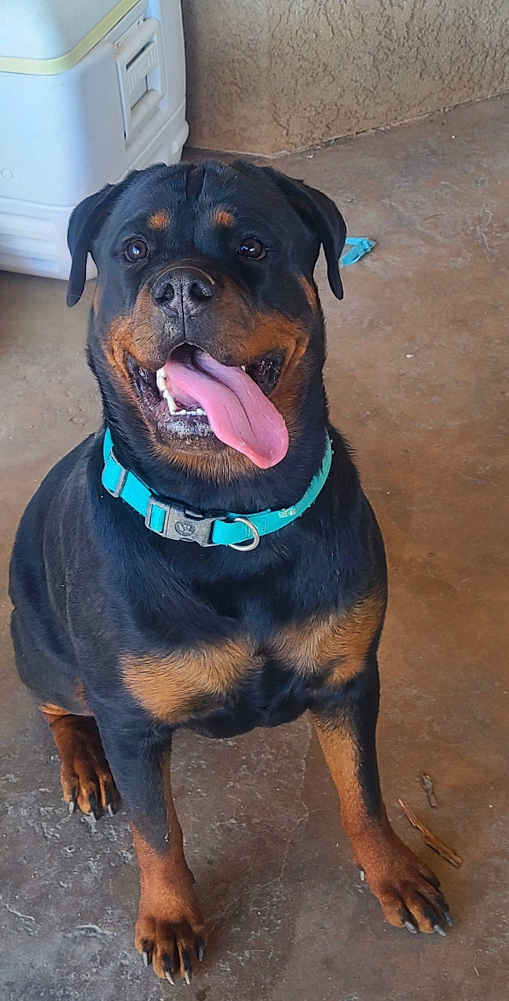 Echo is registered to the contest to win money with this photo: canidae, carnivore, collar, companion_dog, dog, dog_breed, dog_collar, fawn, guard_dog, leash, liver, molosser, non_sporting_group, pet_supply, rottweiler, snout, sporting_group, whiskers, working_animal, working_dog