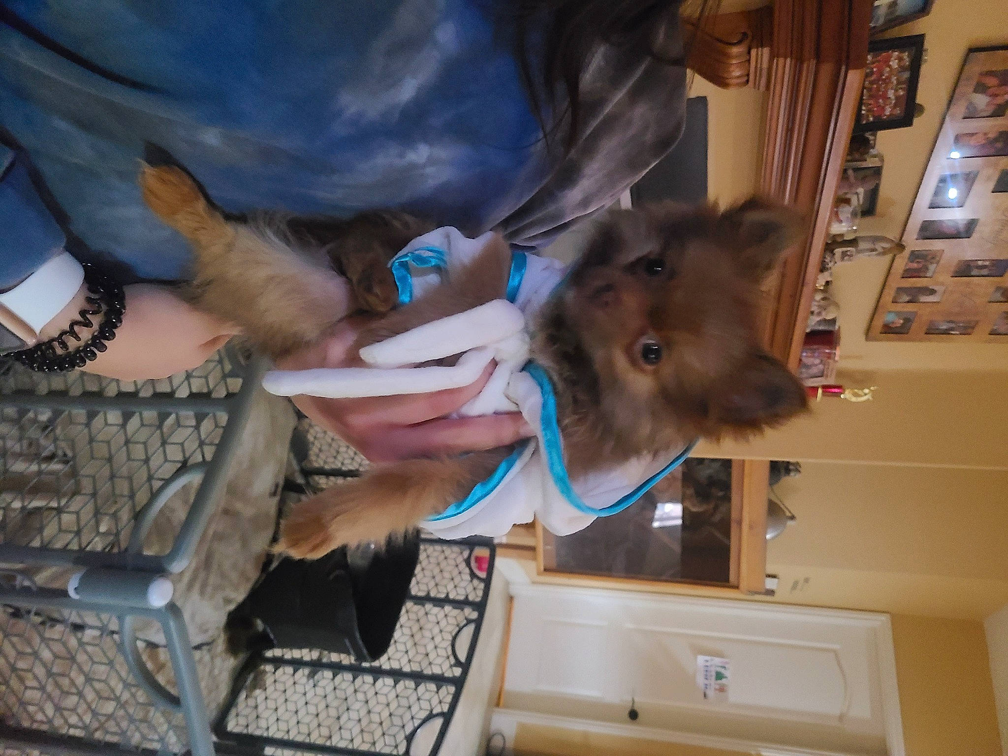 Cleopatra is registered to the contest to win money with this photo: bat, bracelet, dog_breed, ear, electric_blue, fawn, fun, fur, gesture, jewellery, sporting_group, thumb, vertebrate, working_animal, wrist