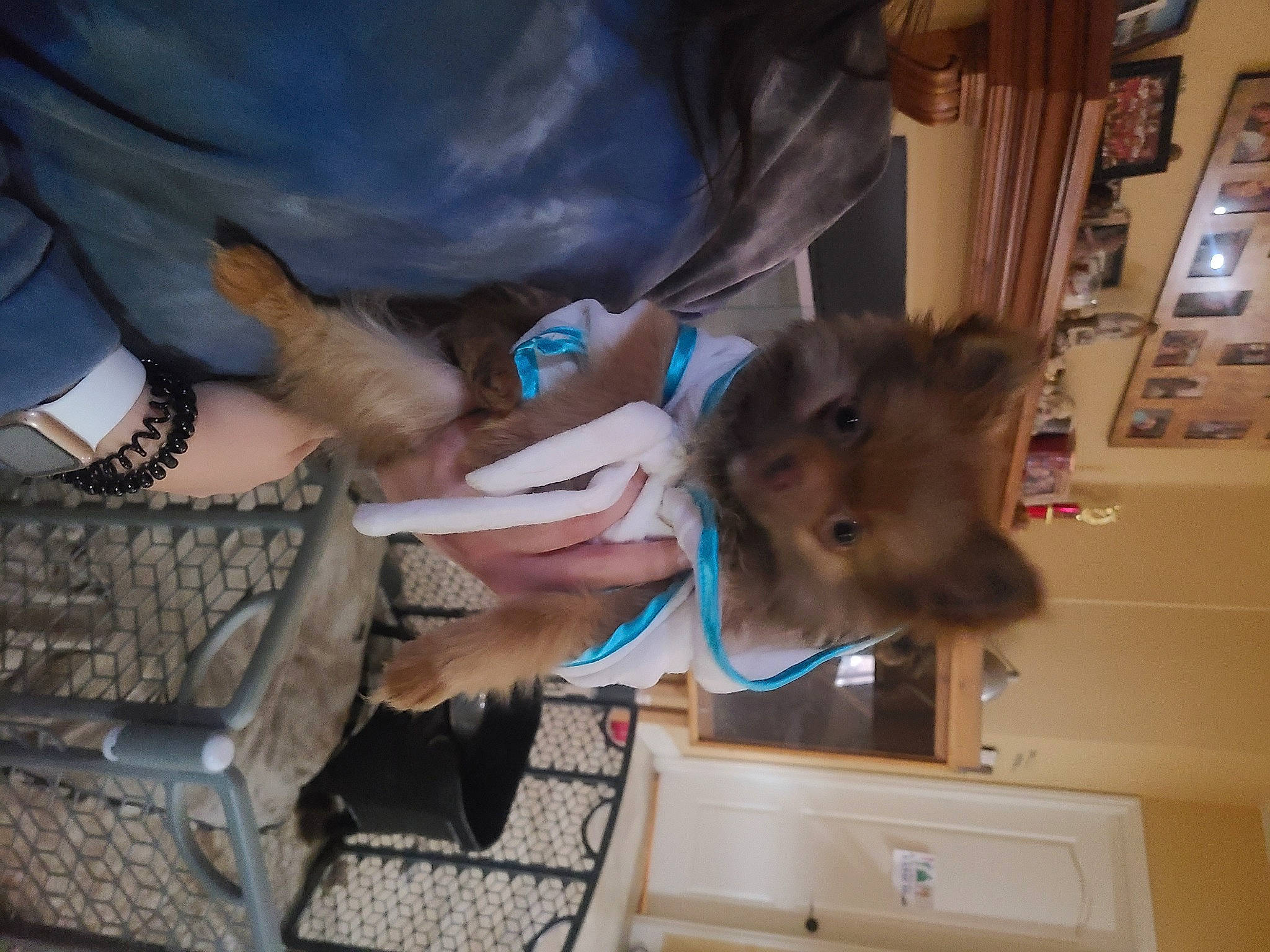 Cleopatra is registered to the contest to win money with this photo: curtain, dog_breed, fun, fur, gesture, nail, pattern, picture_frame, room, thumb, tree, wrist