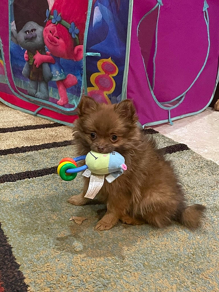 Cleopatra is registered to the contest to win money with this photo: canidae, carnivore, companion_dog, dog, dog_breed, dog_supply, fawn, felidae, fun, fur, liver, mammal, paw, sporting_group, stuffed_toy, tail, toy, vertebrate, whiskers, working_animal