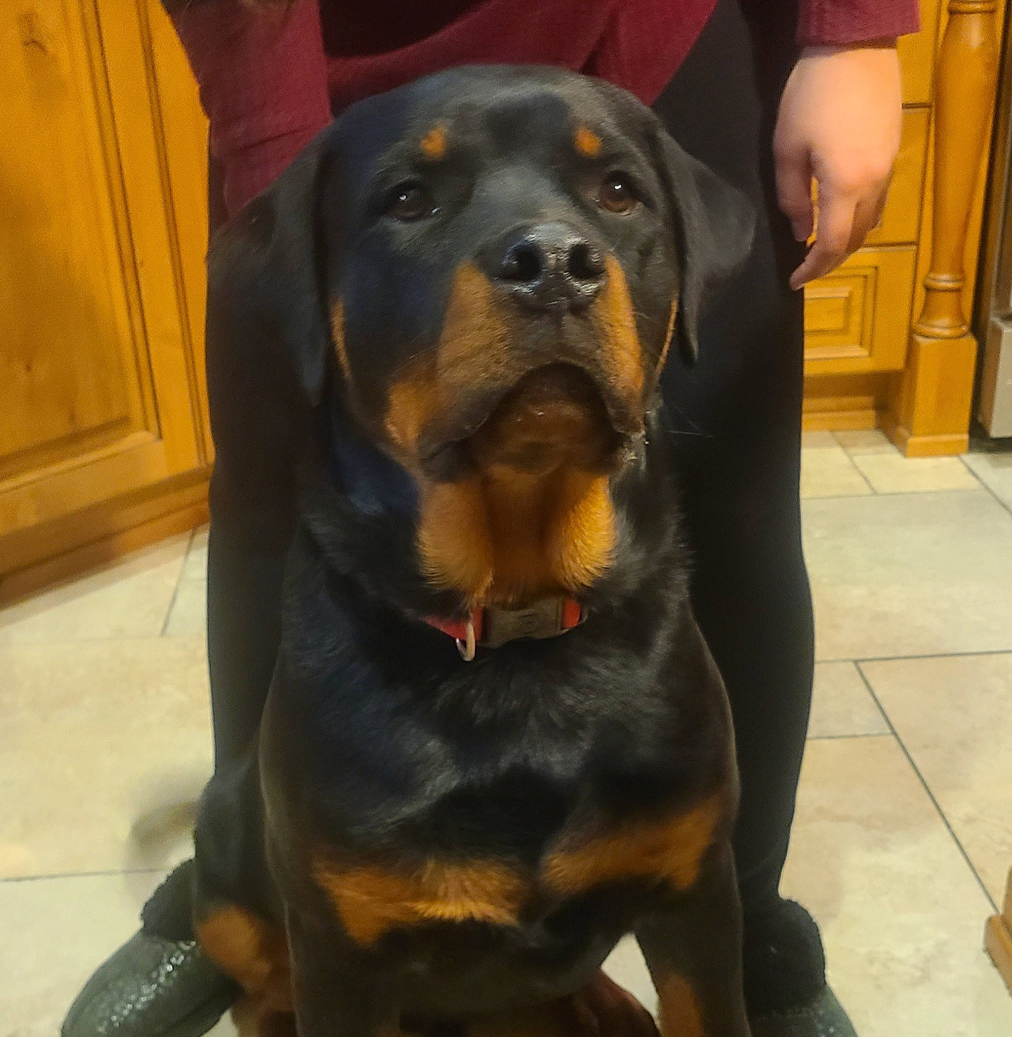 Zeus is registered to the contest to win money with this photo: canidae, carnivore, companion_dog, dog, dog_breed, door, flooring, fur, guard_dog, hound, hunting_dog, rottweiler, sharing, sitting, snout, sporting_group, terrestrial_animal, working_animal, working_dog