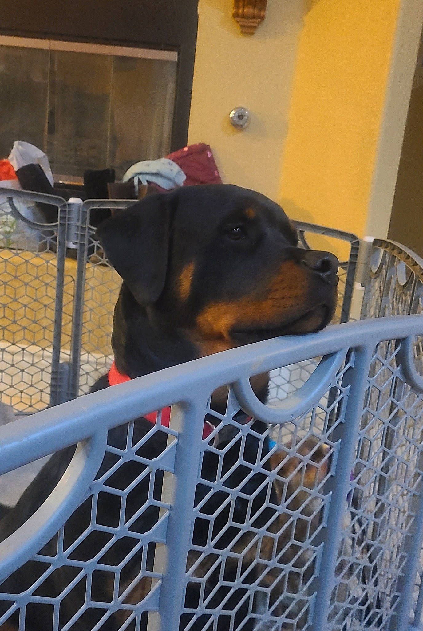 Zeus joined the competition — help win amazing prizes! animal_shelter, cage, canidae, carnivore, chair, collar, companion_dog, dog, dog_breed, dog_supply, fawn, fence, guard_dog, handrail, mesh, metal, pet_supply, snout, sporting_group, working_animal