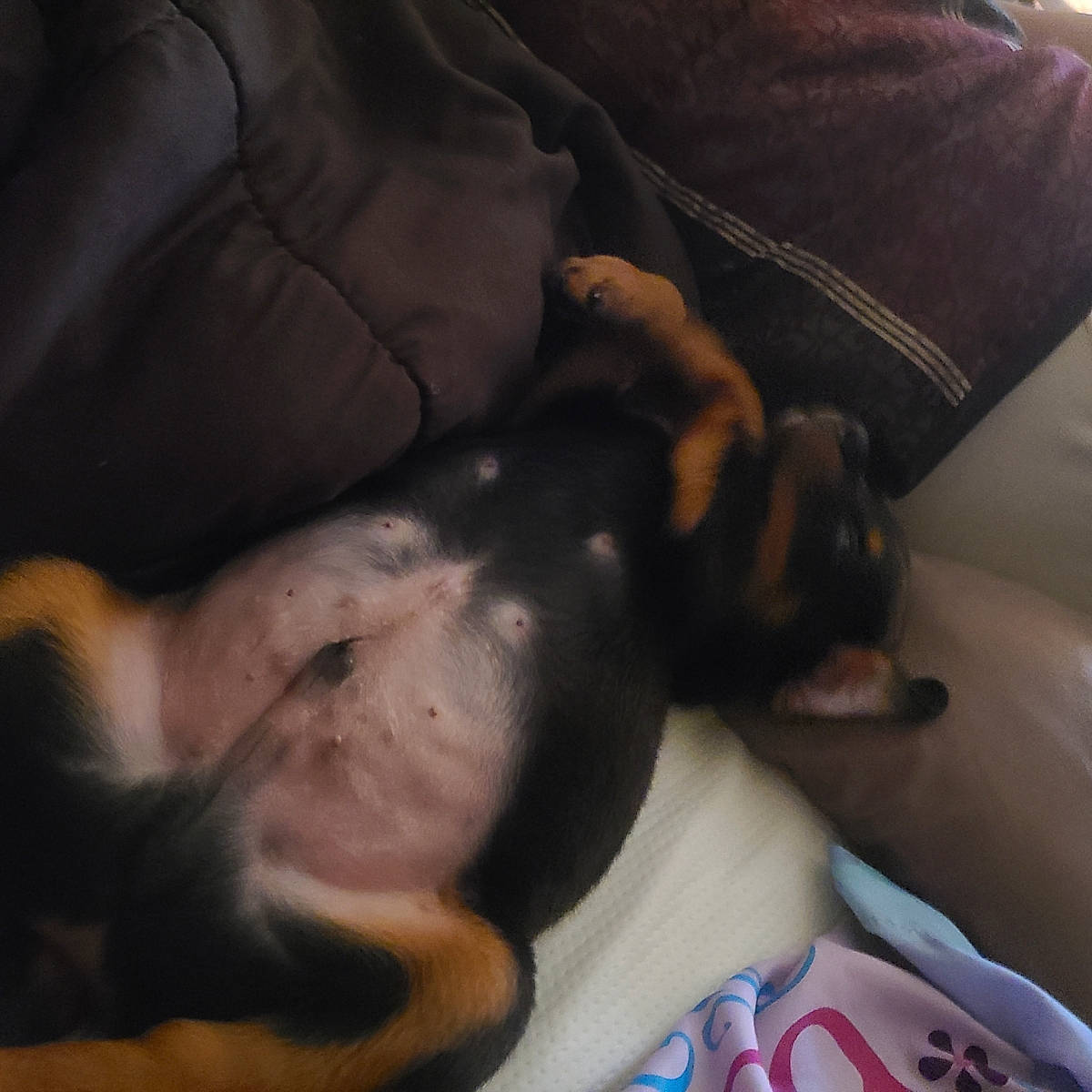 Zeus is registered to the contest to win money with this photo: canidae, carnivore, cloud, comfort, companion_dog, couch, dog, dog_breed, ear, fawn, fur, guard_dog, hound, nap, paw, snout, sporting_group, toy_dog, whiskers, working_animal