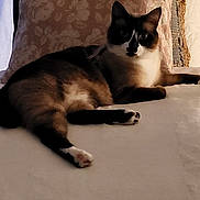 Tango participe au concours pour gagner de l'argent avec cette photo : animal, bed, blanket, cat, cozy, cute, domestic, ears, feline, fur, indoor, lying_down, pet, pillow, quiet, relaxation, resting, shadow, soft, whiskers