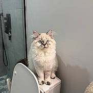 Perseo joined the competition — help win amazing prizes! bathroom, bathroom_accessories, blue_eyes, cat, clean, curious, cute, domestic_cat, feline, fluffy, household, indoor, pet, sitting, tile_floor, toilet, toilet_brush, wall, white_fur, wide_eyes