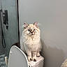 bathroom, bathroom_accessories, blue_eyes, cat, clean, curious, cute, domestic_cat, feline, fluffy, household, indoor, pet, sitting, tile_floor, toilet, toilet_brush, wall, white_fur, wide_eyes