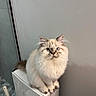 Perseo is registered to the contest to win money with this photo: animal, bathroom, blue_eyes, cat, curious, cute, domestic_cat, ears, feline, fluffy, grey_fur, household, indoor, paws, pet, portrait, sitting, toilet, whiskers, white_fur
