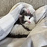kitten, cat, pet, feline, fluffy, gray_and_white, blanket, cozy, couch, soft, fur, cute, indoor, resting, young, animal, whiskers, ears, small, curious