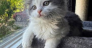 Smudge is registered to the contest to win money with this photo: cat, kitten, window, cat_tree, indoor, pet, feline, fluffy, gray_and_white, pom_pom, sunlight, tree, car, curiosity, relaxation, whiskers, claws, paws, fur, home