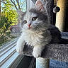 cat, kitten, window, cat_tree, indoor, pet, feline, fluffy, gray_and_white, pom_pom, sunlight, tree, car, curiosity, relaxation, whiskers, claws, paws, fur, home