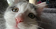 Smudge is registered to the contest to win money with this photo: animal, cat, closeup, cozy, curious, cute, domestic_cat, face, feline, fluffy, fur, green_eyes, indoor, looking_up, pet, pink_nose, portrait, scratching_post, soft_texture, whiskers