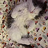 kitten, sleeping, cat, fluffy, white, gray, cute, bed, blanket, pattern, mushroom, soft, cozy, pet, animal, fur, resting, small, indoor, adorable