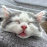 kitten, cat, sleeping, close_up, fur, whiskers, pink_nose, pet, animal, cute, cozy, resting, soft_texture, indoors, gray_blanket, face, ears, closed_eyes, small, adorable