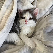 Smudge joined the competition — help win amazing prizes! kitten, cat, pet, animal, fluffy, white_blanket, cozy, cute, fur, sleepy, indoors, resting, soft_texture, pink_nose, whiskers, small_paws, young, domestic_cat, relaxing, curious