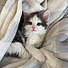kitten, cat, pet, animal, fluffy, white_blanket, cozy, cute, fur, sleepy, indoors, resting, soft_texture, pink_nose, whiskers, small_paws, young, domestic_cat, relaxing, curious