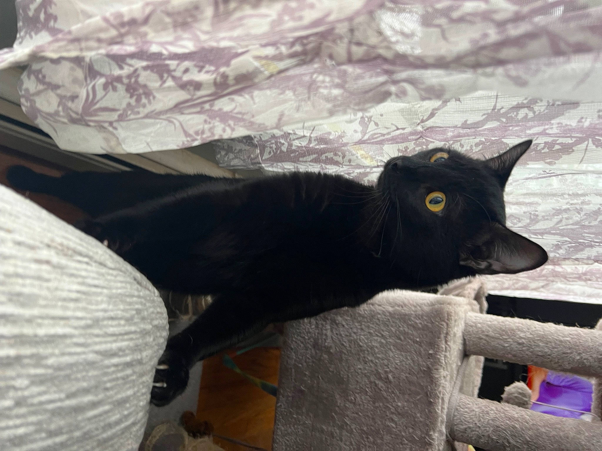 Binx joined the competition — help win amazing prizes! black_cat, bombay, carnivore, cat, comfort, domestic_short_haired_cat, felidae, fur, grass, grey, havana_brown, plant, shadow, sitting, small_to_medium_sized_cats, snout, tail, tints_and_shades, tree, whiskers