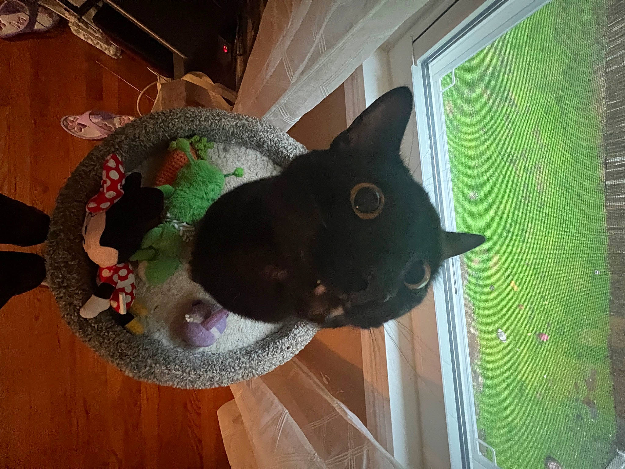 Binx is registered to the contest to win money with this photo: black_cat, bombay, carnivore, cat, cat_supply, costume_hat, fashion_accessory, fawn, felidae, flooring, hat, pet_supply, small_to_medium_sized_cats, snout, sun_hat, tail, toy, whiskers, window, wood