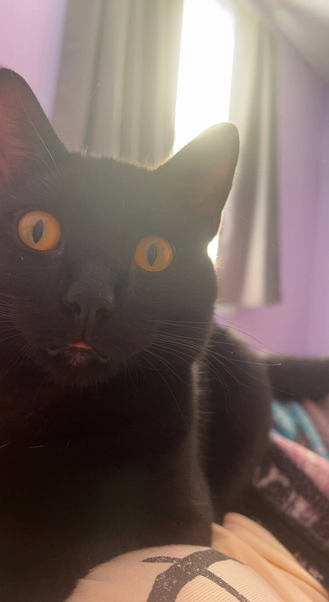 Binx joined the competition — help win amazing prizes! art, black_cat, carnivore, cat, comfort, domestic_short_haired_cat, ear, felidae, fur, grey, small_to_medium_sized_cats, snout, tail, terrestrial_animal, whiskers, wood