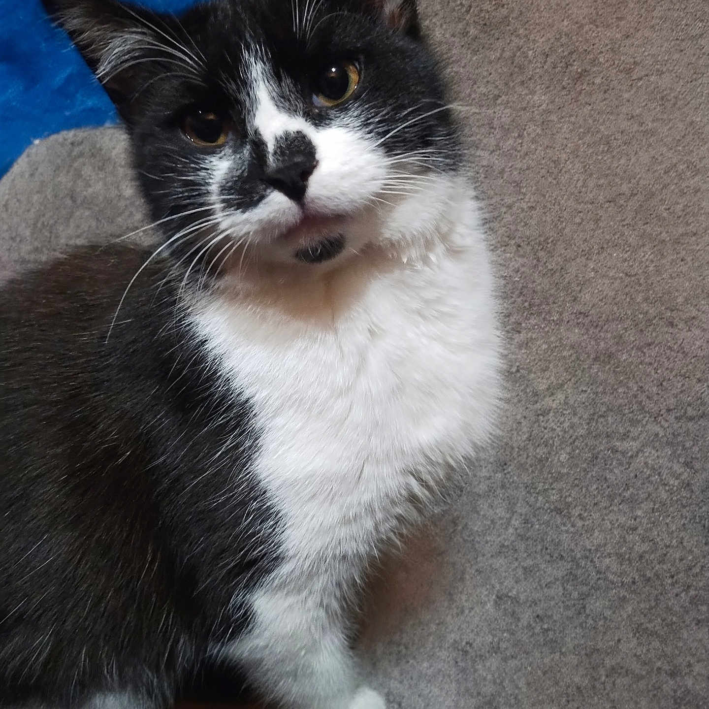 Oscar