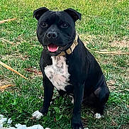 Ades participe au concours pour gagner de l'argent avec cette photo : dog, black_dog, white_chest, grass, outdoor, pet, animal, happy, tongue_out, collar, sitting, garden, greenery, stone_border, sunlight, playful, canine, nature, yard, smiling