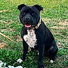 dog, black_dog, white_chest, grass, outdoor, pet, animal, happy, tongue_out, collar, sitting, garden, greenery, stone_border, sunlight, playful, canine, nature, yard, smiling