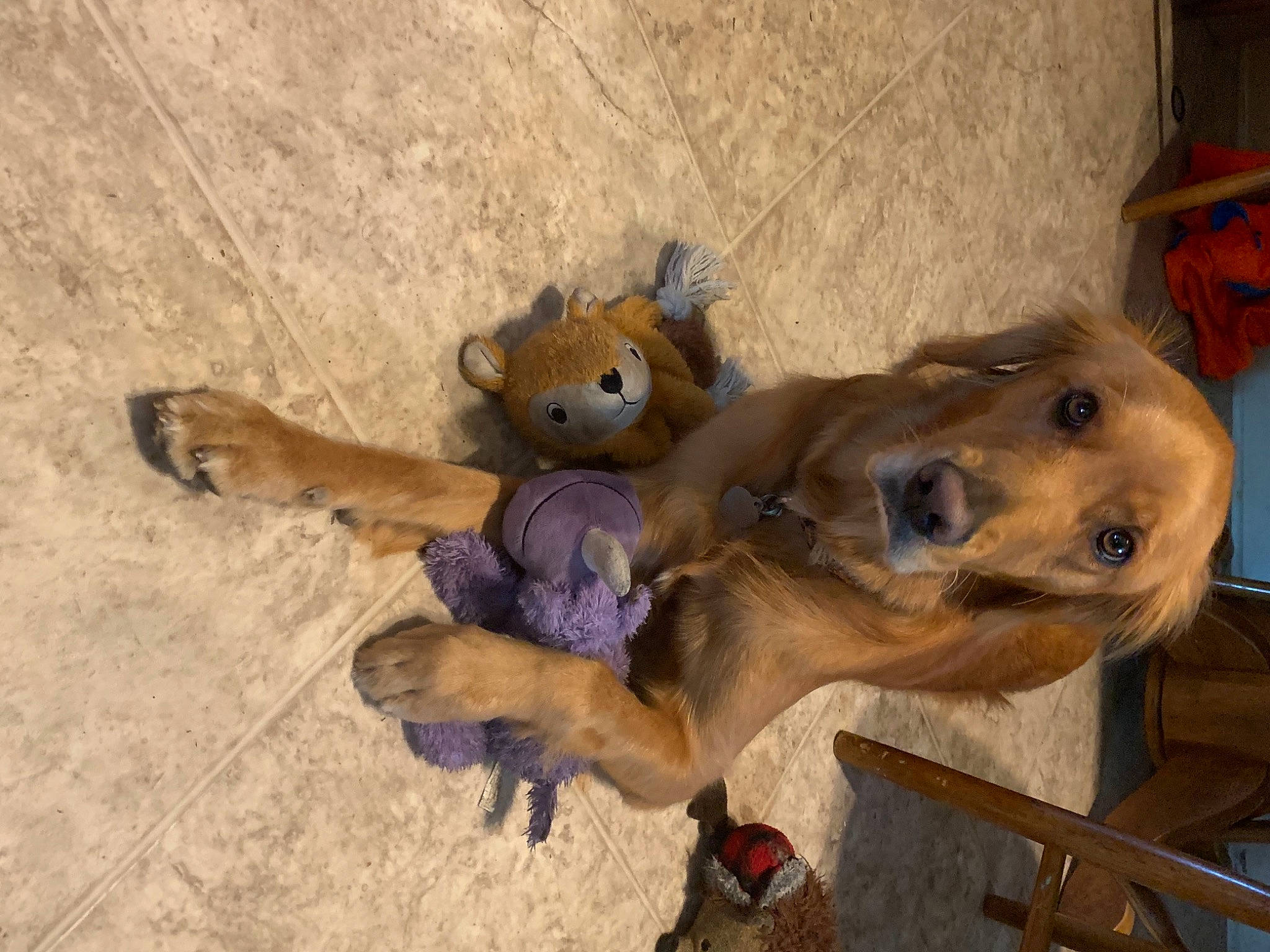 Molly May is registered to the contest to win money with this photo: big_cats, canidae, carnivore, dog_breed, fawn, felidae, fur, livestock, pack_animal, snout, sporting_group, stuffed_toy, terrestrial_animal, wildlife, wood, working_animal