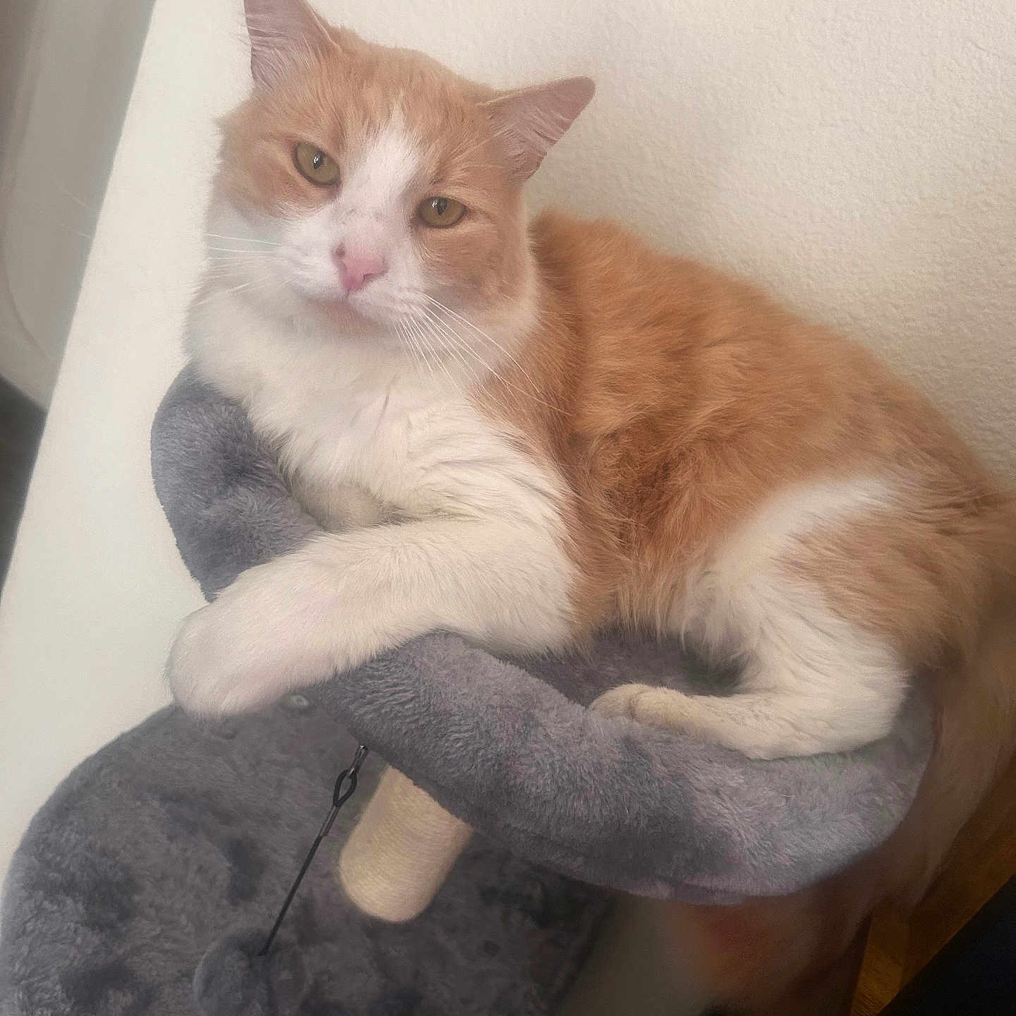 Nasir is registered to the contest to win money with this photo: animal, cat, cat_tree, claws, cozy, domestic_cat, ears, feline, fur, gray, indoor, looking_at_camera, orange_cat, paws, pet, relaxed, resting, tail, whiskers, white_cat