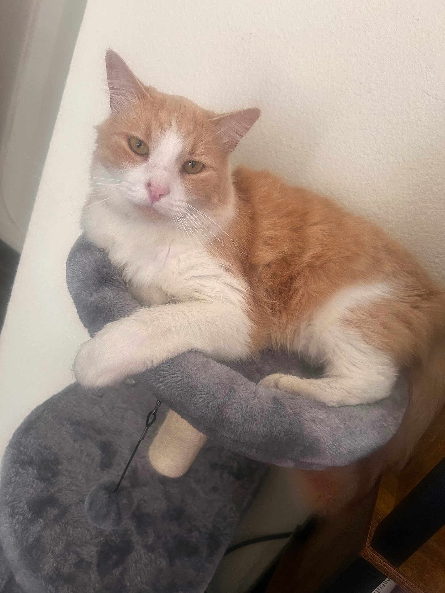 Nasir is registered to the contest to win money with this photo: cat, orange_cat, white_cat, pet, feline, indoor, cat_tree, gray, fur, animal, relaxed, resting, looking_at_camera, cozy, paws, claws, whiskers, ears, tail, domestic_cat