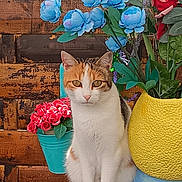 Caramelle a rejoint le concours — aidez-le/la à gagner de superbes lots ! cat, calico, flowers, potted_plants, wooden_background, yellow_pot, blue_pot, red_flowers, blue_flowers, green_leaves, sitting, pet, animal, indoor, decor, faux_flowers, closeup, portrait, cute, feline