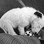 Marley joined the competition — help win amazing prizes! animal, black_ear, carpet, cozy, cute, dog, domestic, footwear, fur, indoor, pet, puppy, relaxation, resting, sleeping, soccer_ball, sock, striped_blanket, toy, white_fur