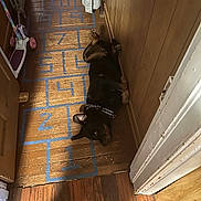 Bear is registered to the contest to win money with this photo: dog, black_dog, brown_dog, pet, animal, lying_down, resting, hallway, wooden_floor, wood_paneling, hopscotch, painted_numbers, blue_lines, scooter, indoor, home, doorway, collar, top_down_view, playful