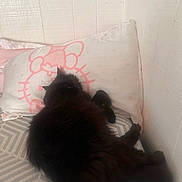 Luna is registered to the contest to win money with this photo: cat, black_cat, fluffy, furry, pet, animal, lying_down, lounging, bed, pillow, bedding, bedroom, indoors, cozy, relaxed, tail, ears, whiskers, pink, patterned_fabric