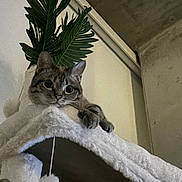 Bonnie is registered to the contest to win money with this photo: cat, tabby, pet, animal, feline, indoor, cozy, cat_tree, plant, greenery, fur, curious, whiskers, ears, claws, paws, home, wall, sitting, looking