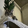 cat, tabby, pet, animal, feline, indoor, cozy, cat_tree, plant, greenery, fur, curious, whiskers, ears, claws, paws, home, wall, sitting, looking