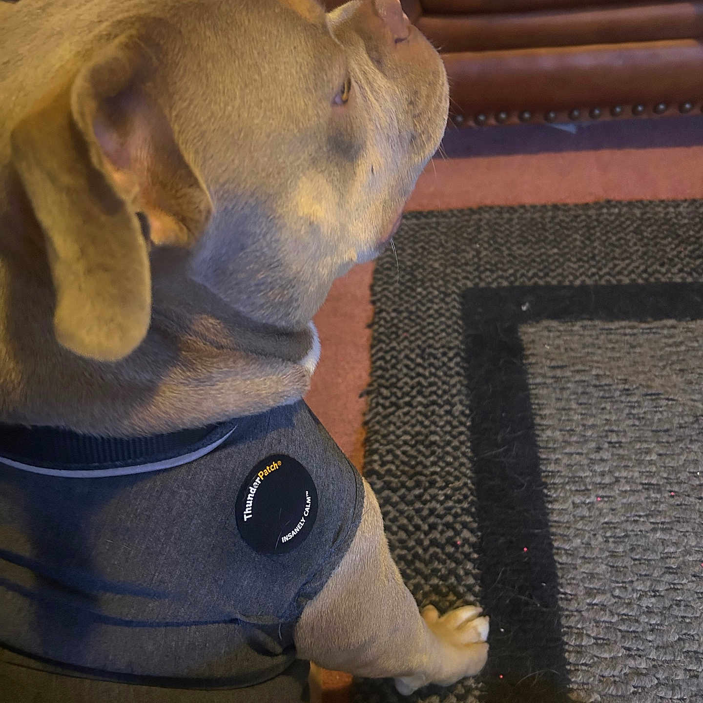 Cooper is registered to the contest to win money with this photo: animal, brown, calm, canine, carpet, close_up, dog, domestic_animal, floor, fur, home, indoor, leather_couch, paw, pet, quiet, resting, side_view, texture, vest