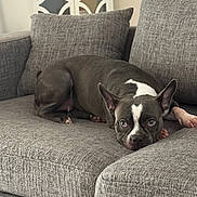 Penny joined the competition — help win amazing prizes! animal, canine, comfort, couch, dog, domestic, ears, expression, face, fur, furniture, gray, home, indoors, lounge, nose, paw, pet, quiet, relaxing