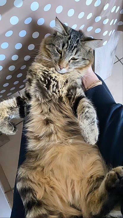 Saphir a rejoint le concours — aidez-le/la à gagner de superbes lots ! carnivore, cat, claw, domestic_short_haired_cat, felidae, fur, maine_coon, paw, small_to_medium_sized_cats, snout, tail, terrestrial_animal, whiskers