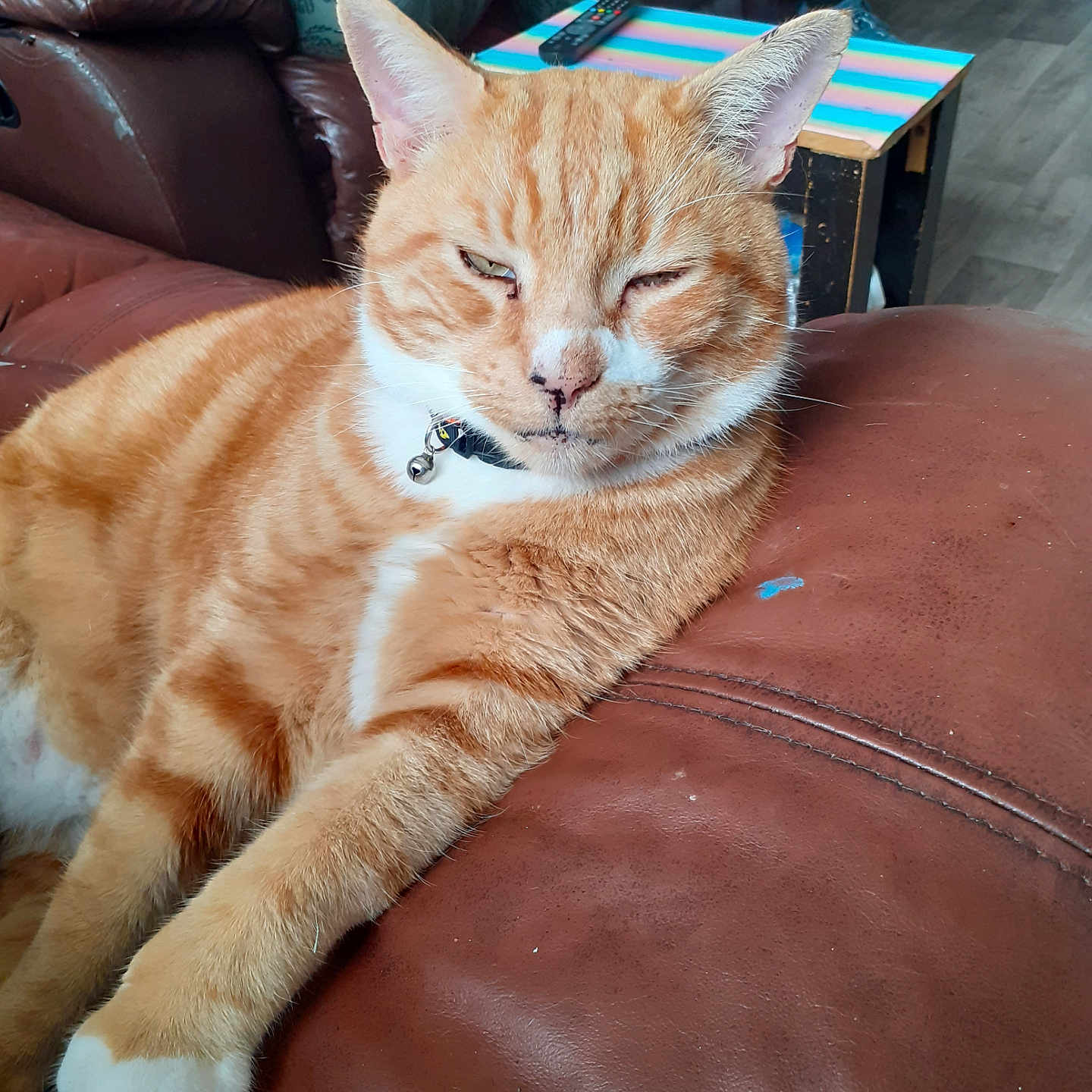 Ginger