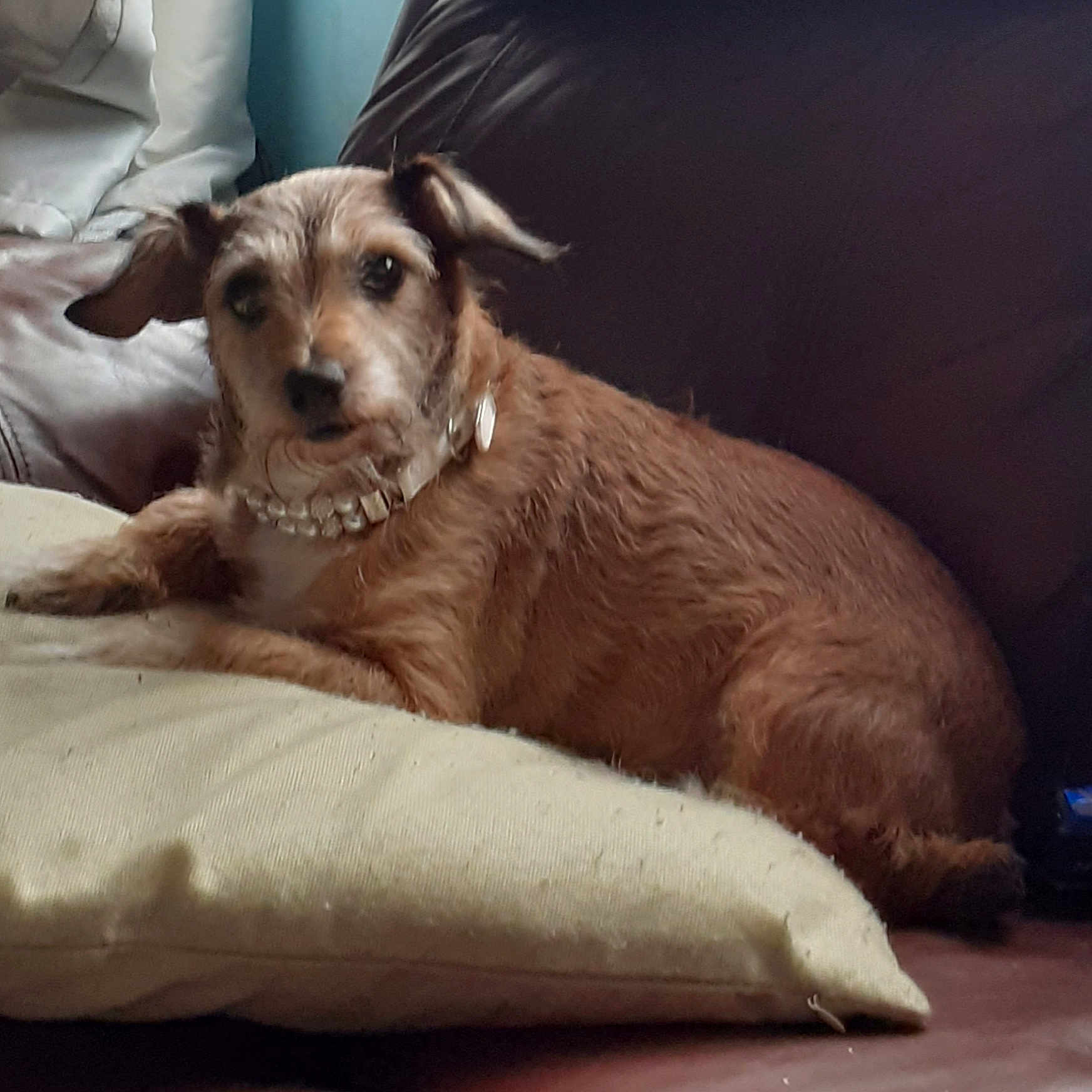 Roxy