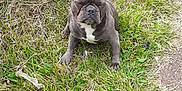 Biggie is registered to the contest to win money with this photo: animal, canine, cute, daytime, dog, ears, french_bulldog, fur, grass, mammal, nature, outdoor, path, pet, relaxed, sitting, small_dog, snout, summer, sunlight