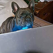 Biggie is registered to the contest to win money with this photo: animal, bed, closeup, clutter, cord, dog, ear, face, french_bulldog, furniture, indoor, laptop, looking, pet, pillow, resting, snout, table, technology, wood