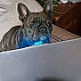 animal, bed, closeup, clutter, cord, dog, ear, face, french_bulldog, furniture, indoor, laptop, looking, pet, pillow, resting, snout, table, technology, wood